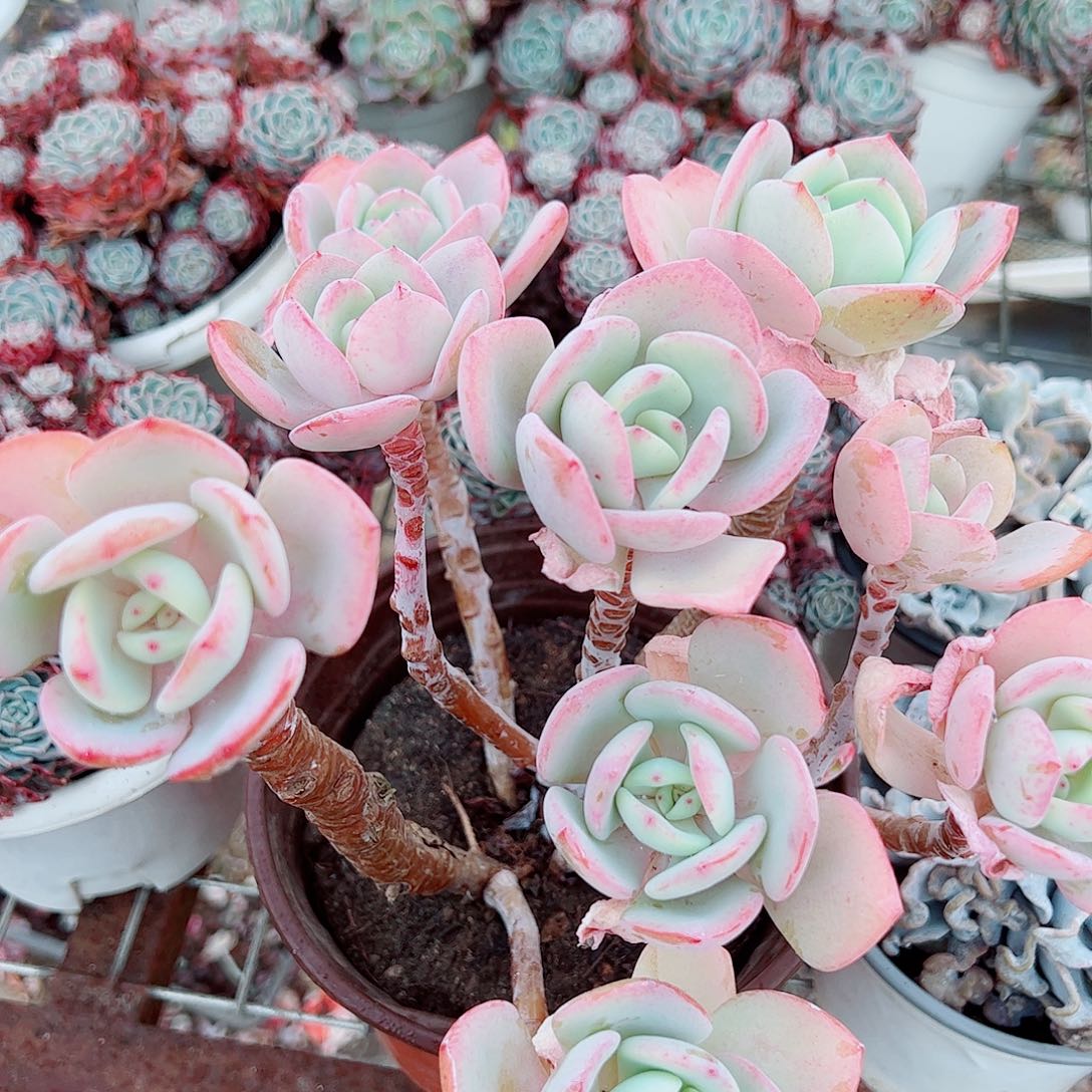 白月光多头群生大长腿