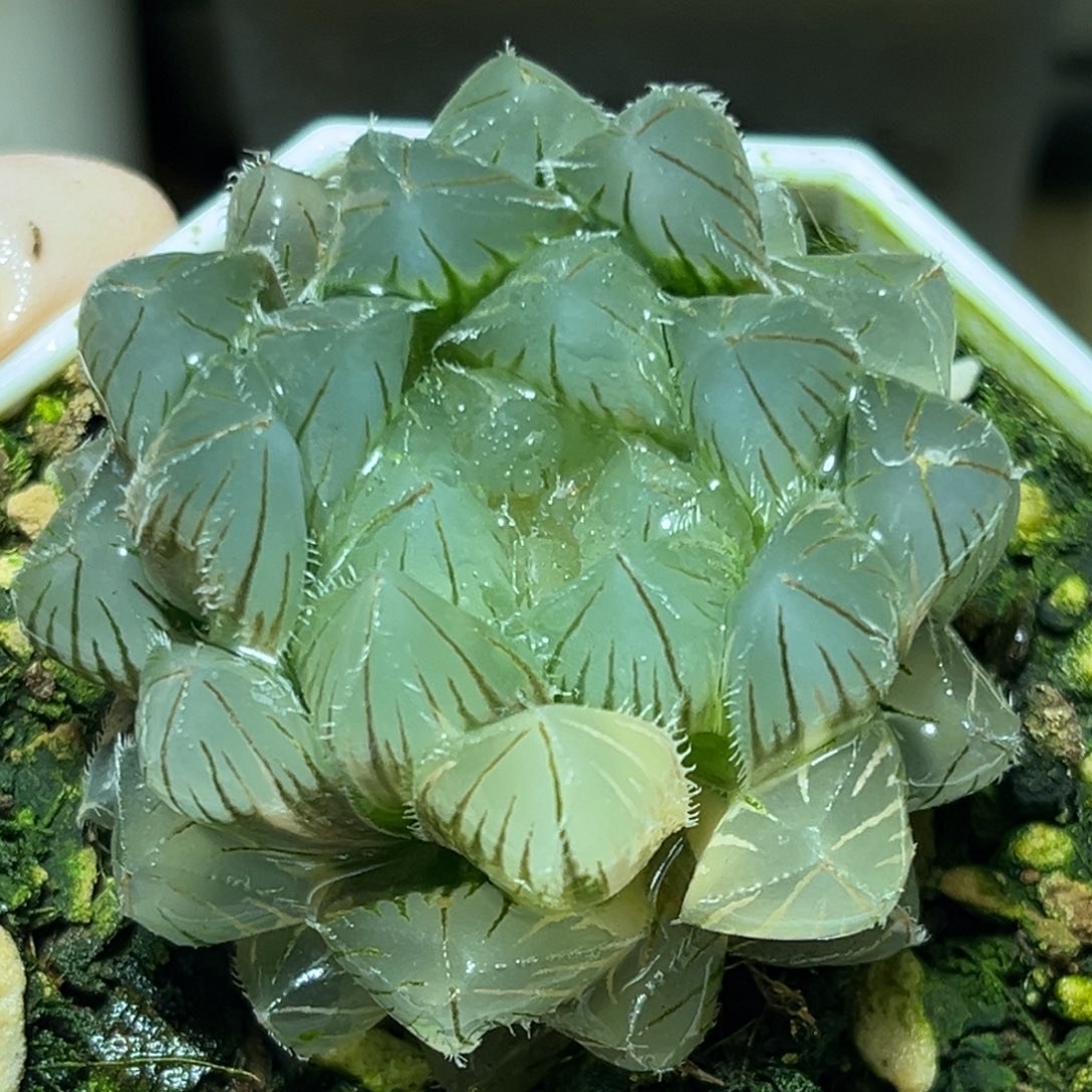 恭喜发财大吉大利0007
