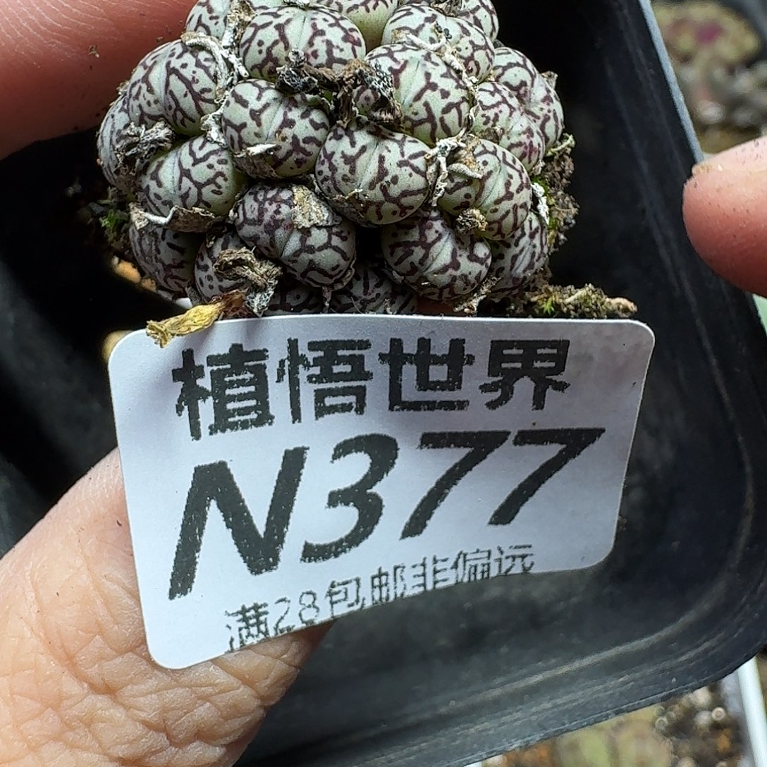 多肉植物的润泽地ghh