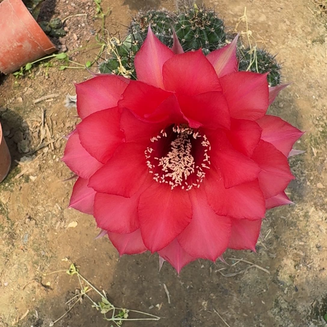 359彩草脱土发货掰花软斑掉侧牙无售后