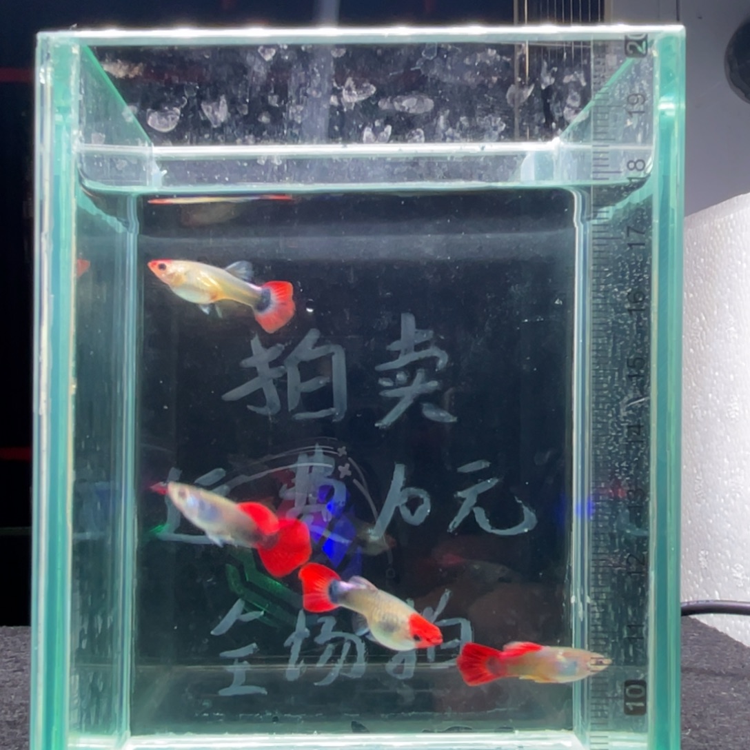 孔雀鱼练手鱼两对