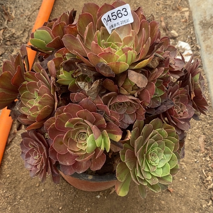 04563花月夜多肉植物