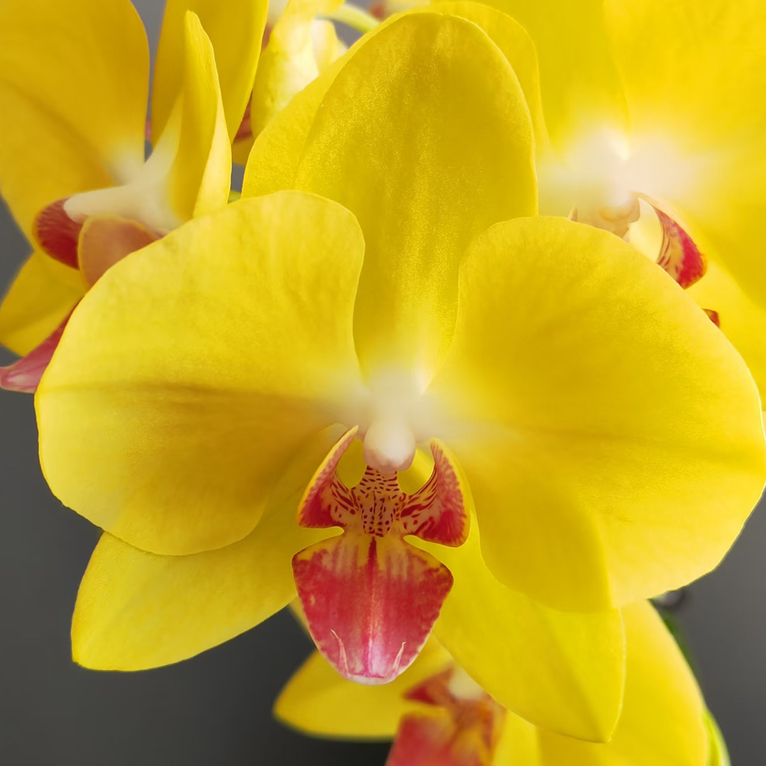 高货2花剑 浓香型【大黄蜂】 丰花型蝴蝶兰 花期超久