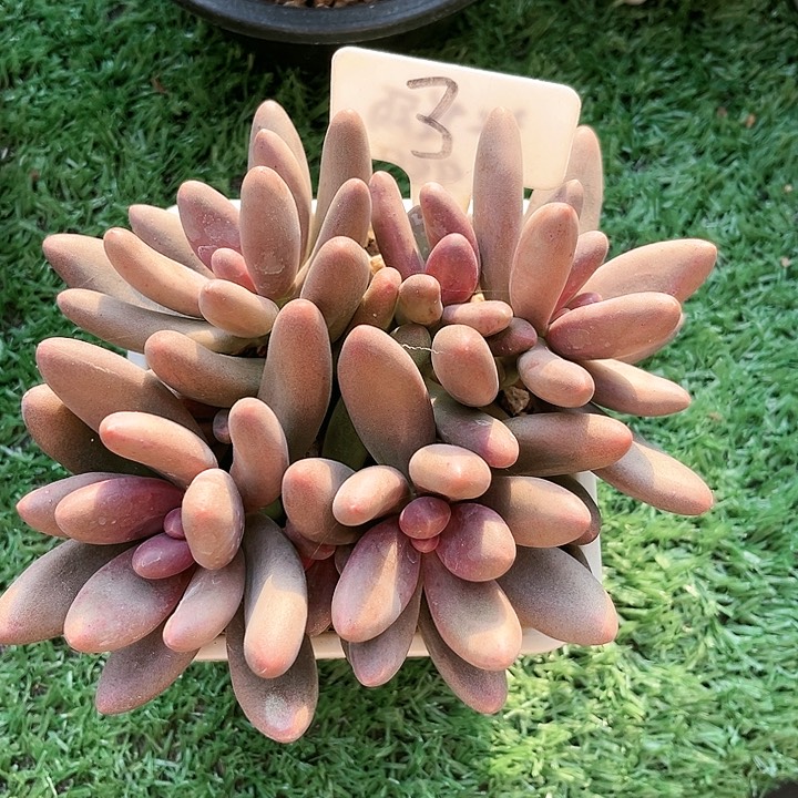 我是第一百个为妖刀应援的阴阳桃花