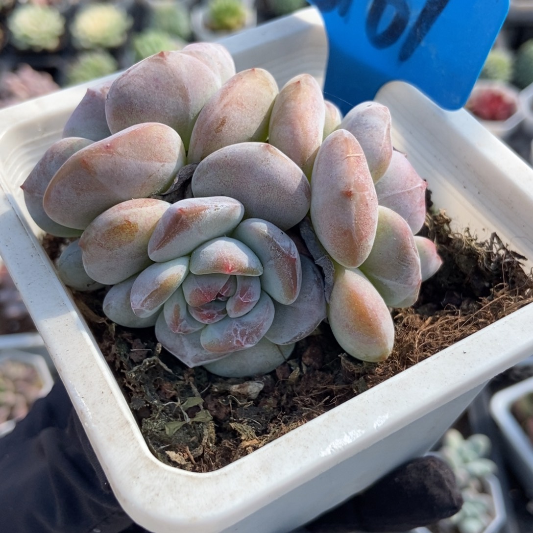 6161石榴籽多肉植物