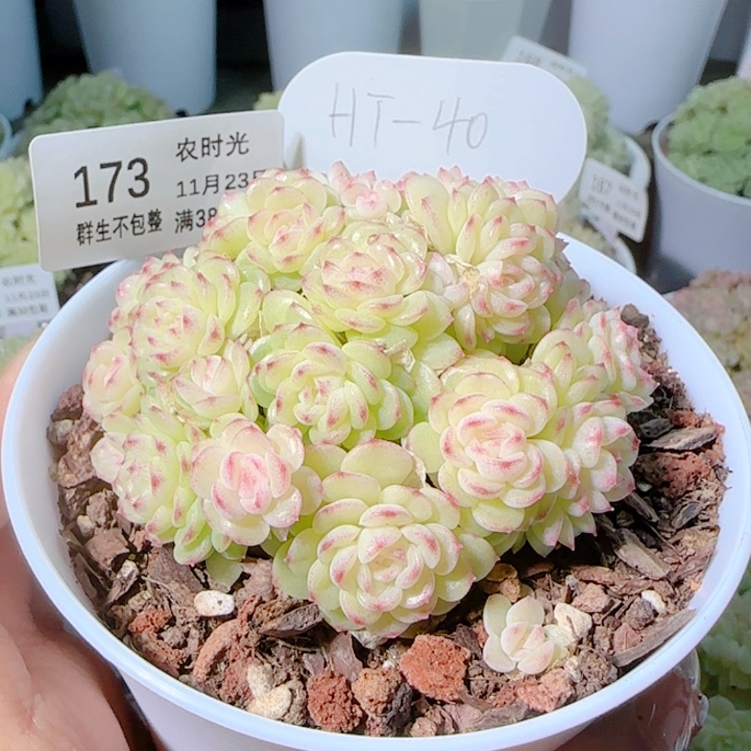 小***鱼1123-173ht-40麦杆