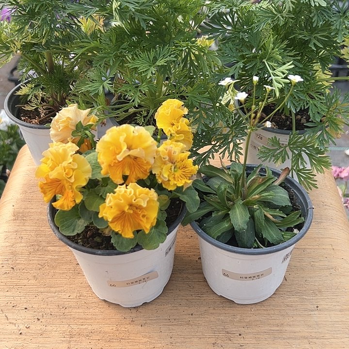 红陶抖音直播闪拍66