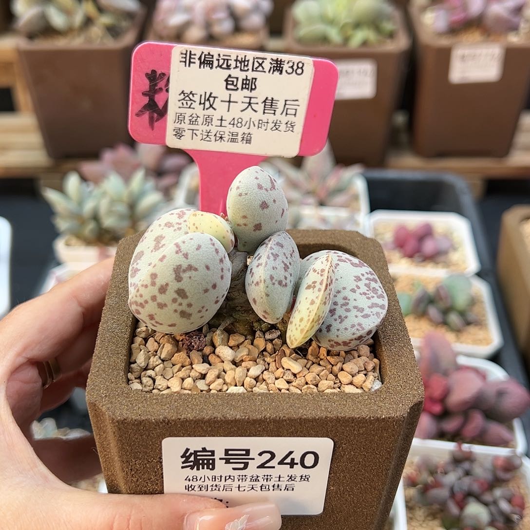 240巨型花蛋多肉植物
