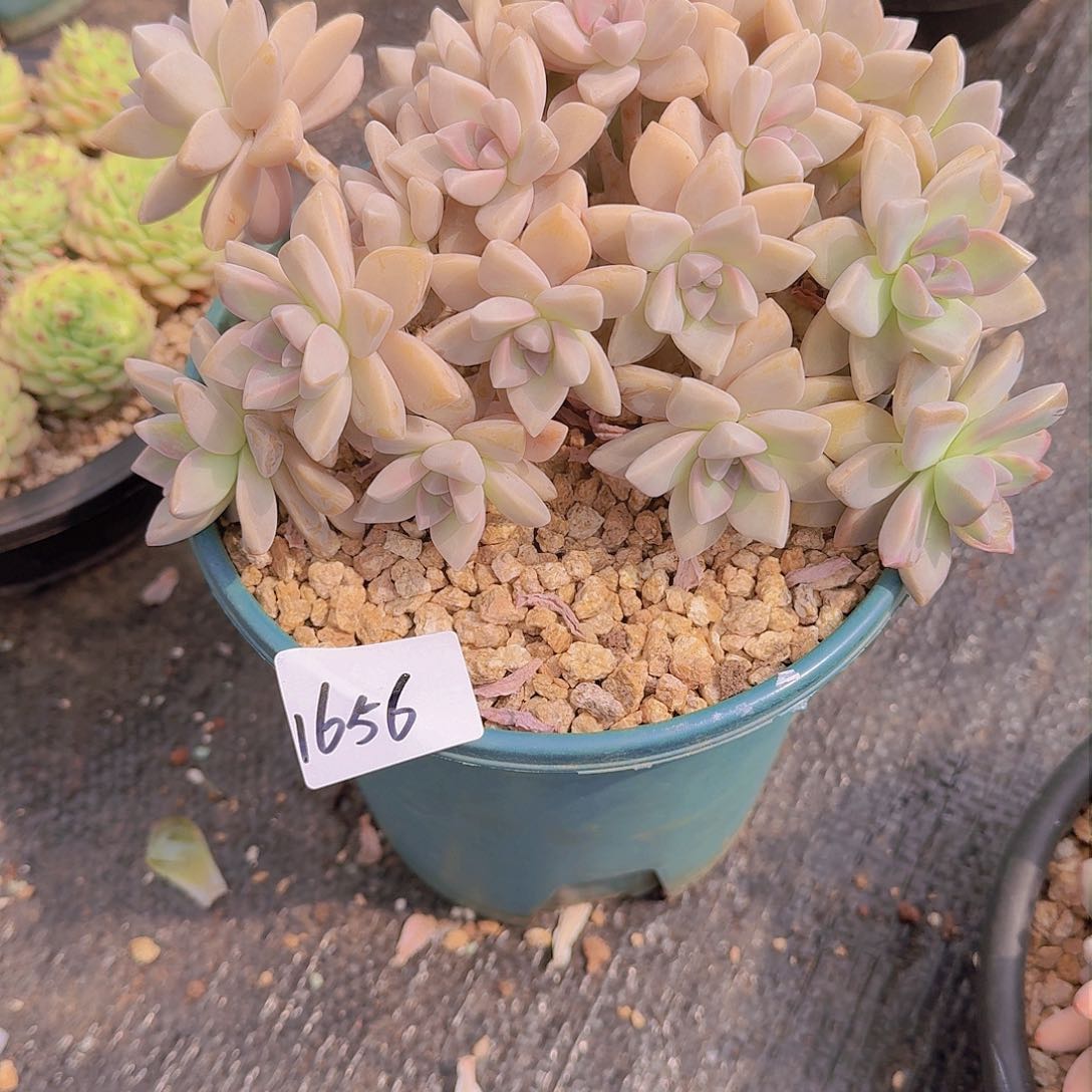 我***后1656淡雪多肉植物