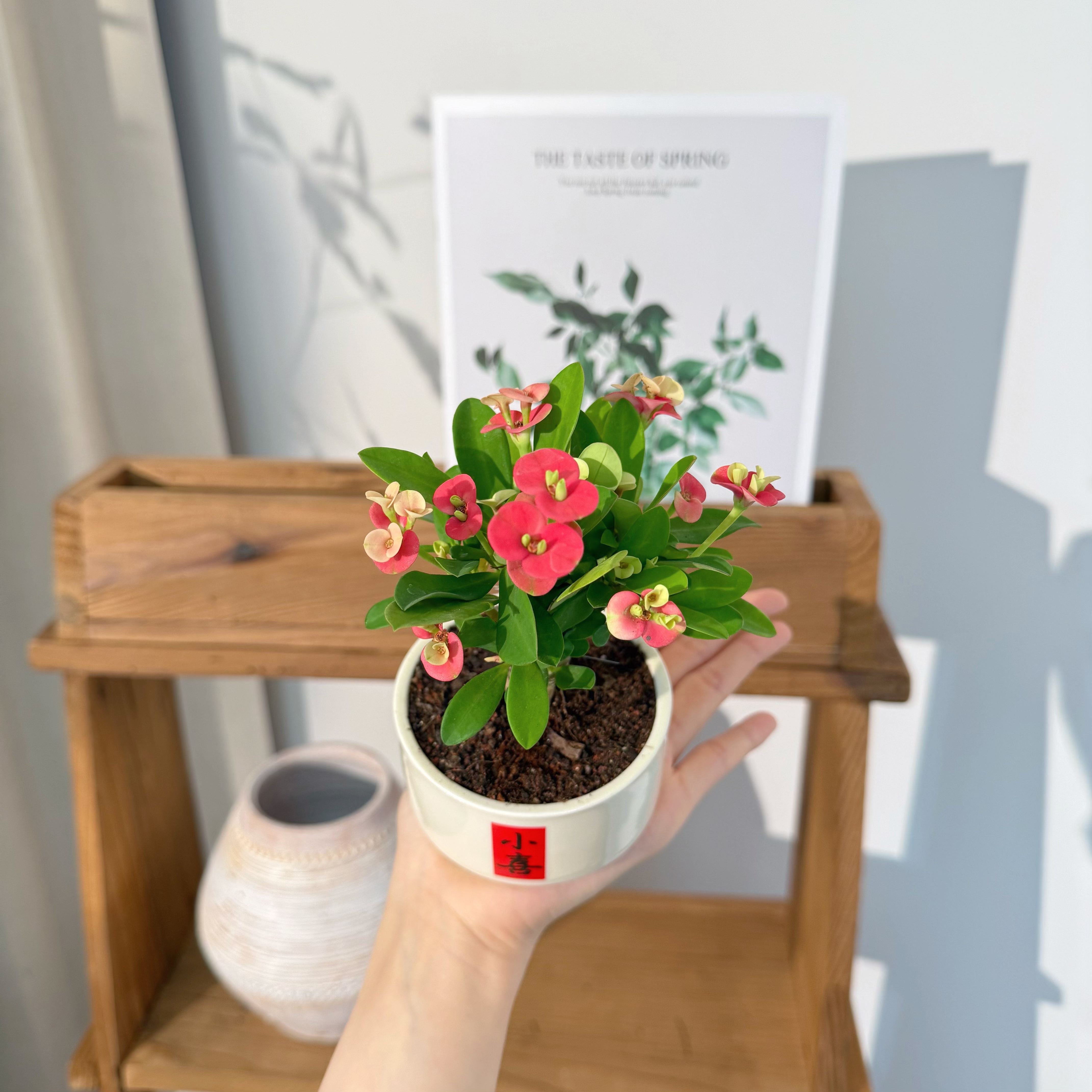 鸿运当头铁海棠桌面绿植室内好养小盆栽加赠小喜陶瓷瓶
