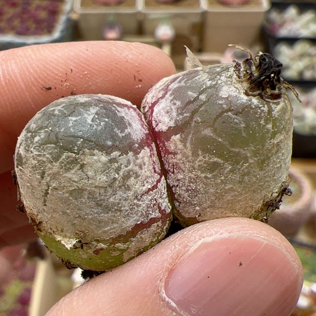 【闪购商品】248 双头灯泡