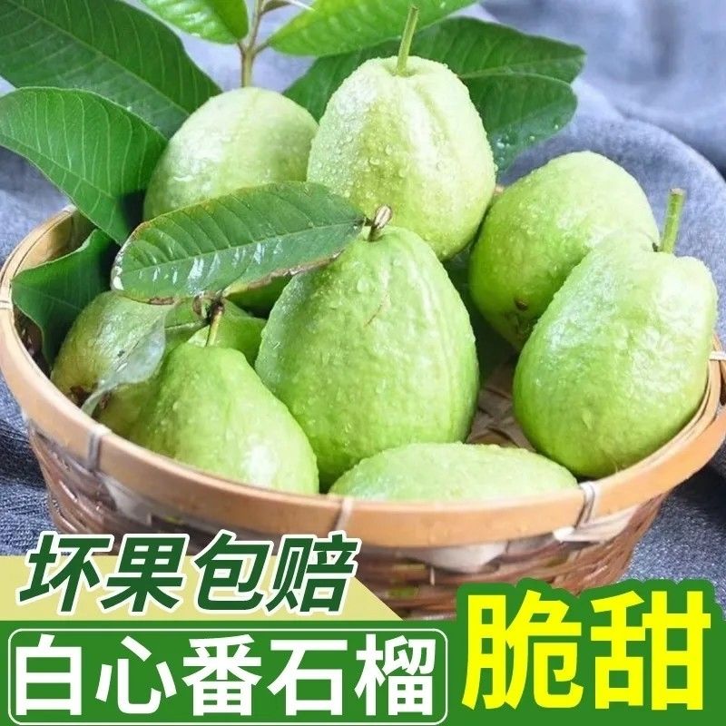 福建现摘正宗芭乐水果当季番石榴水果热带水果清脆清甜红心芭乐