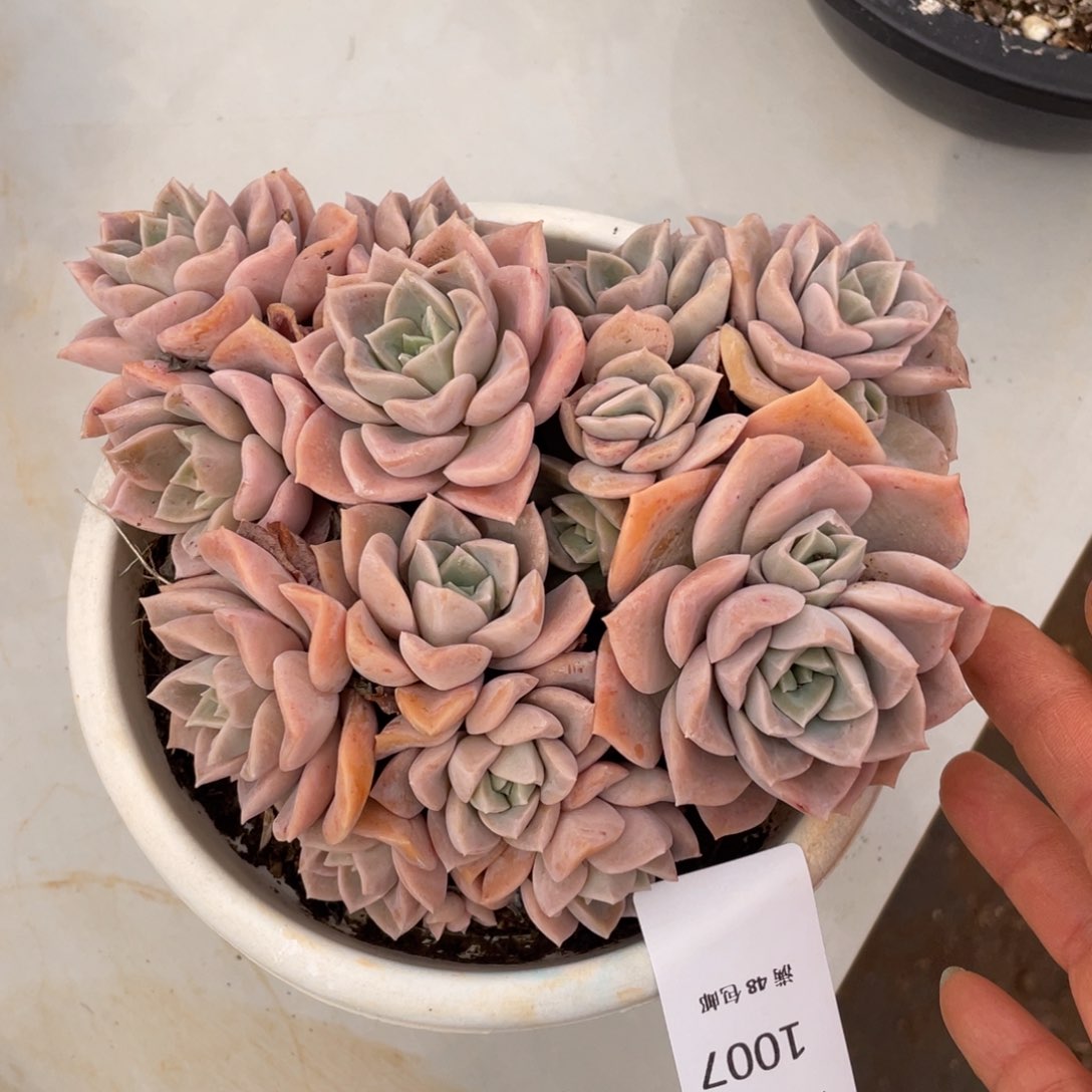 哈利沃森群生多肉多肉