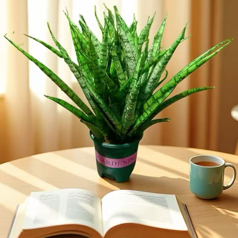西欧虎皮兰室内客厅阳台卧室好养花卉耐旱植物美化环境净化空气