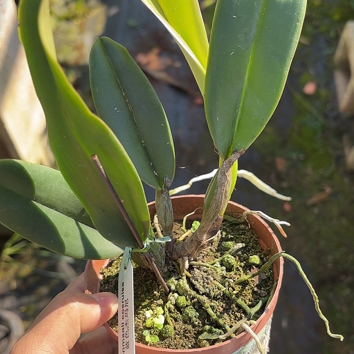 完全开放蓝色杰马尼卡特兰