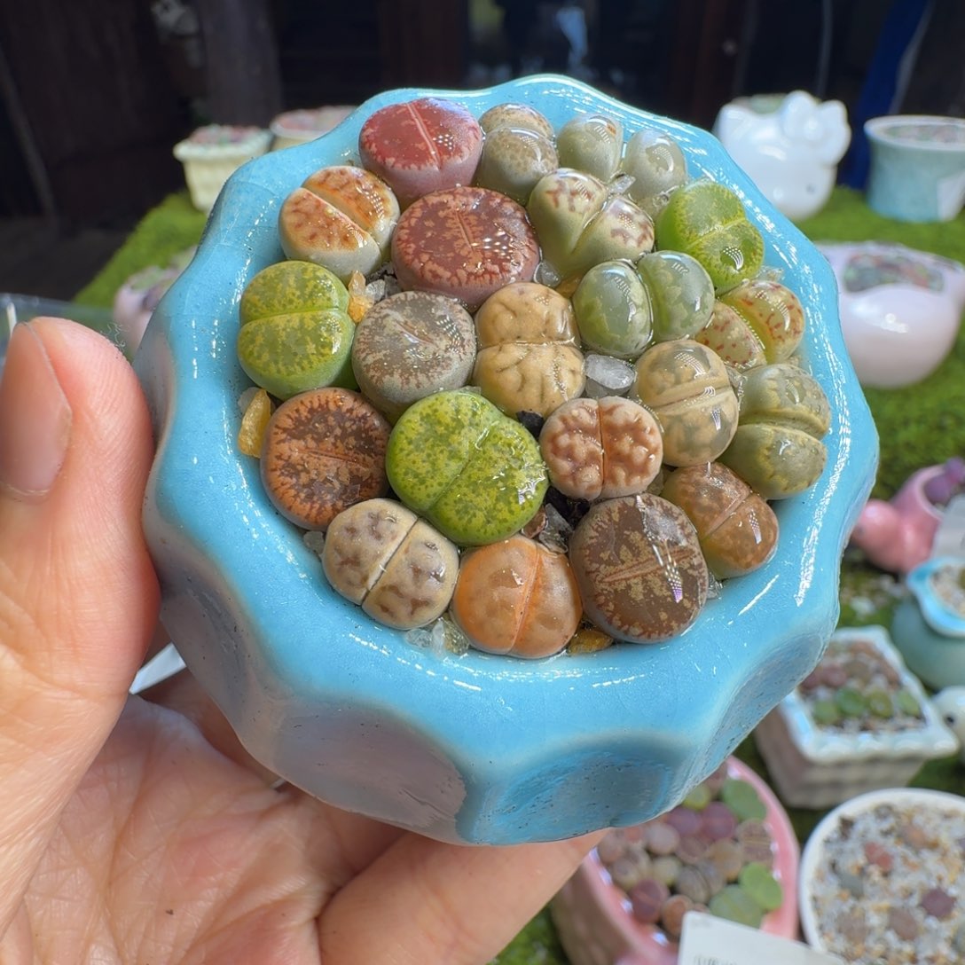 风***念多肉植物福利1310