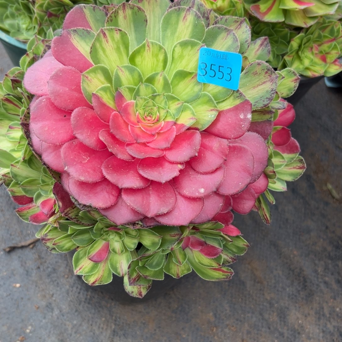 西*3553知否多肉植物系