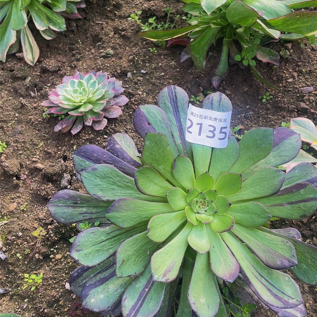 2135铜壶拉丝多肉植物