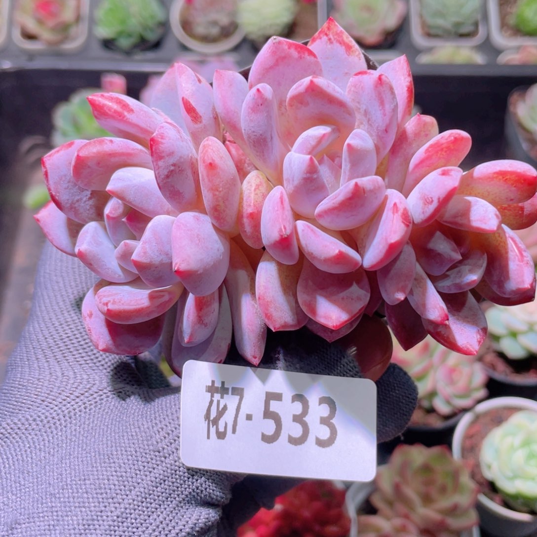 花利美7-533橙梦露