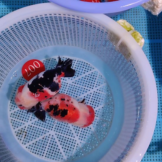 金鱼007兰寿两只特价顺丰包邮