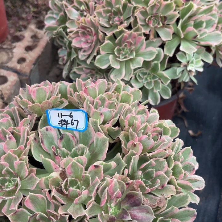 量拍两颗一组青丝有伤67