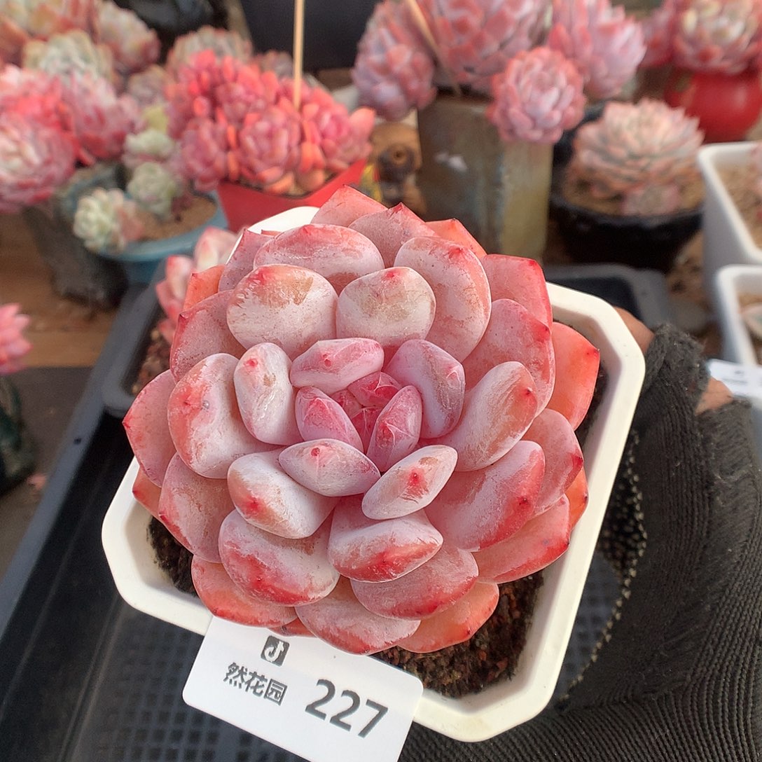 227雪天使多肉植物6666