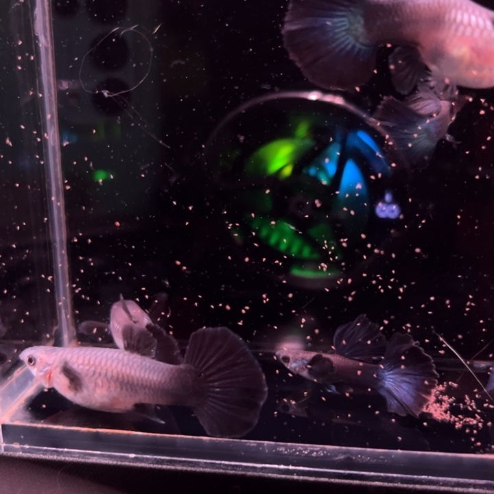 海水鱼大耳半月蓝尾3对