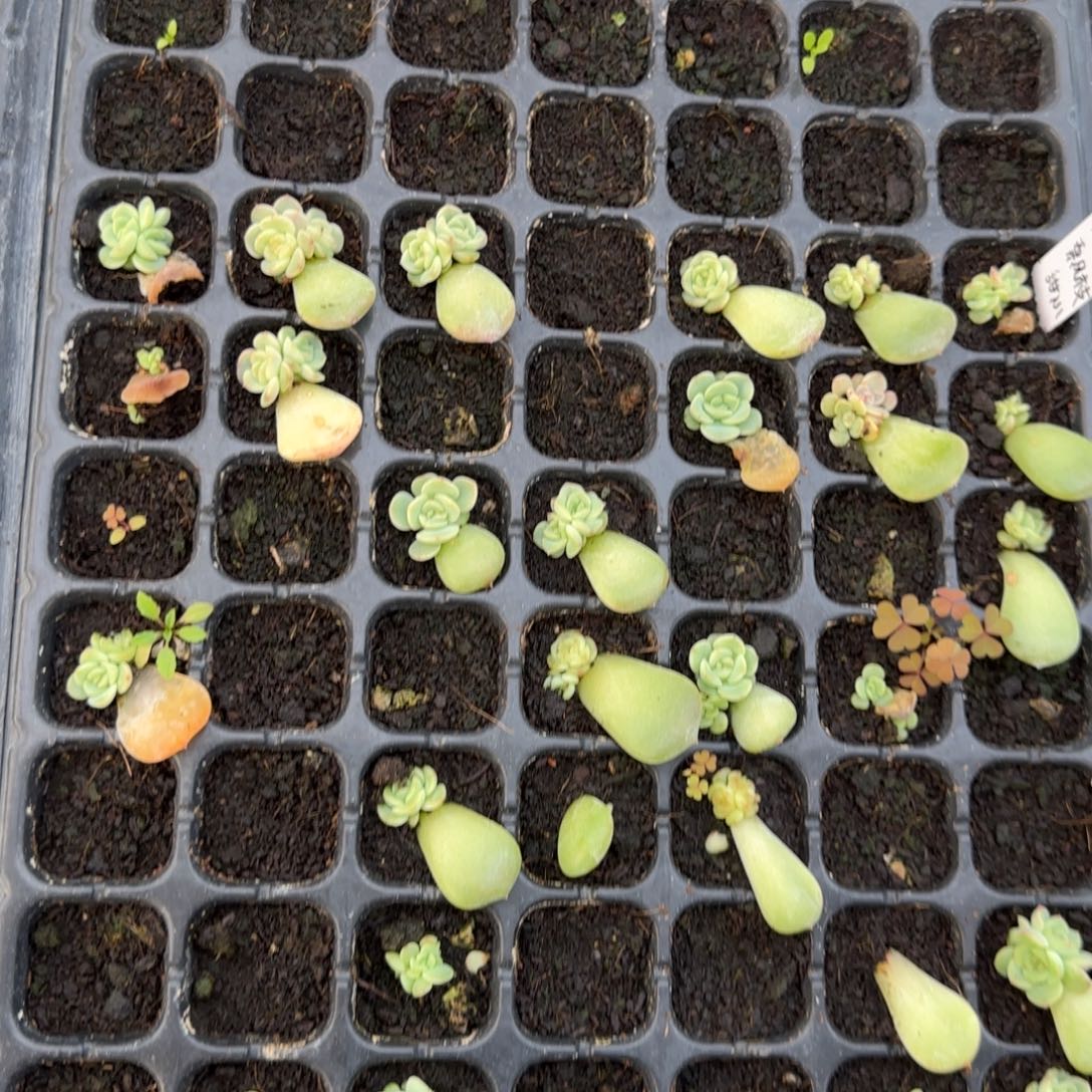 飘枝穴一个满25包邮