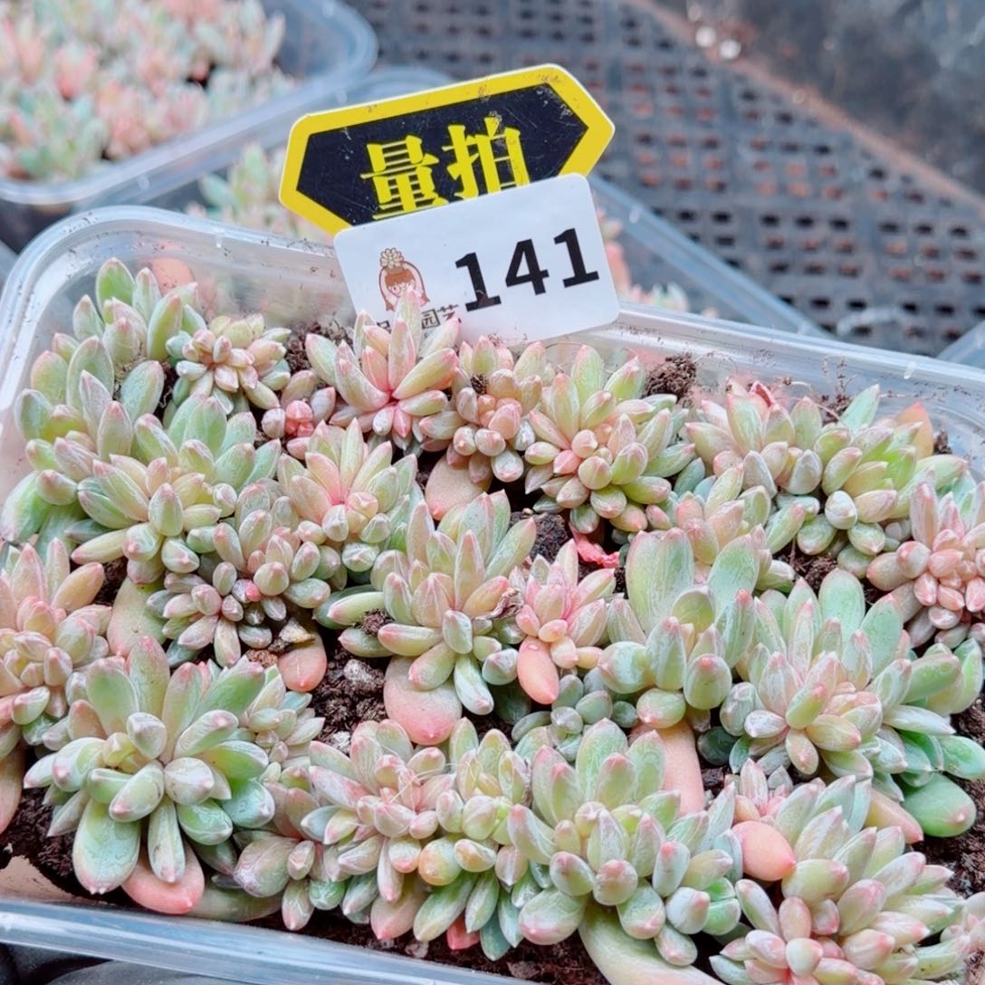 多肉植物多肉植物