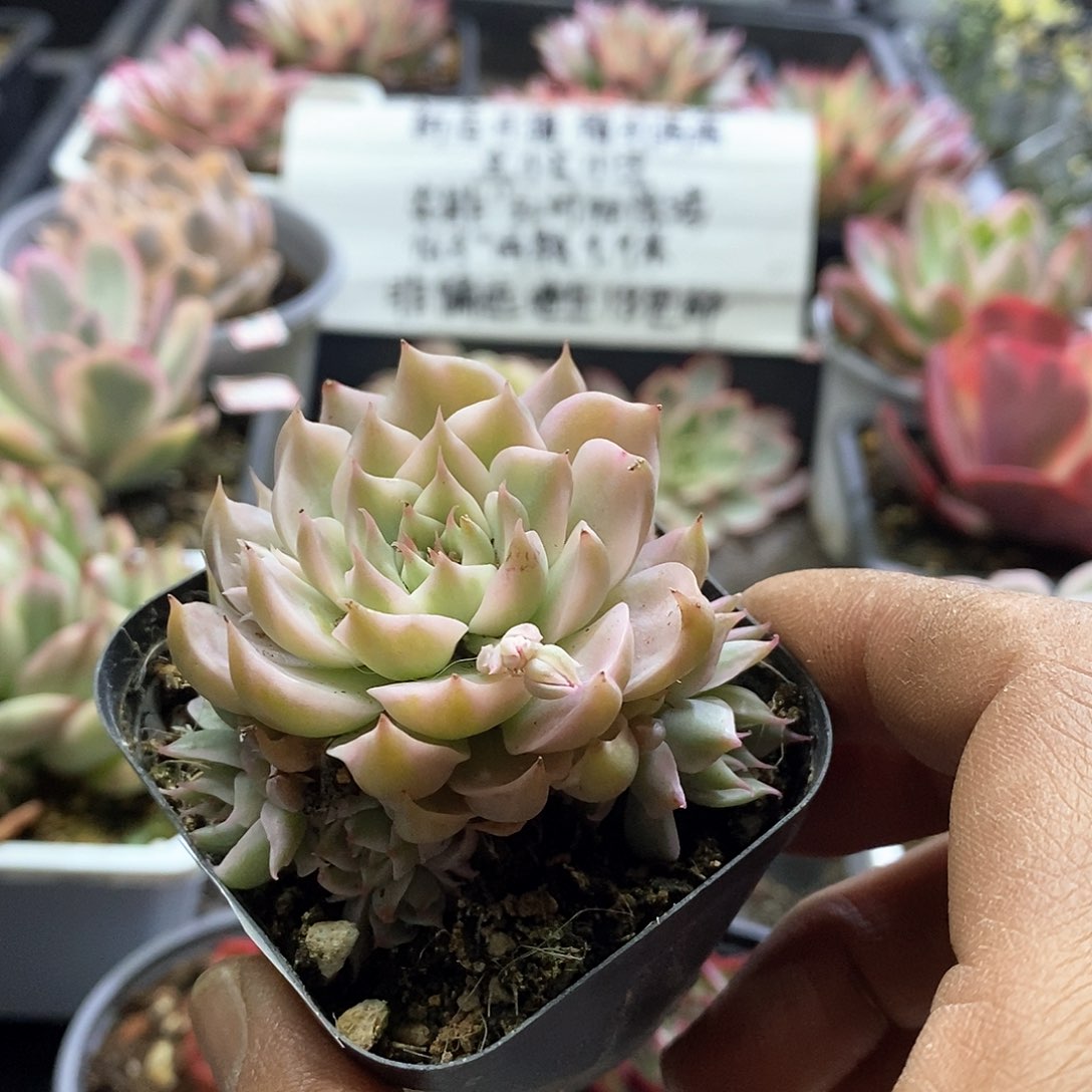 2378玛格丽特锦自然群多肉