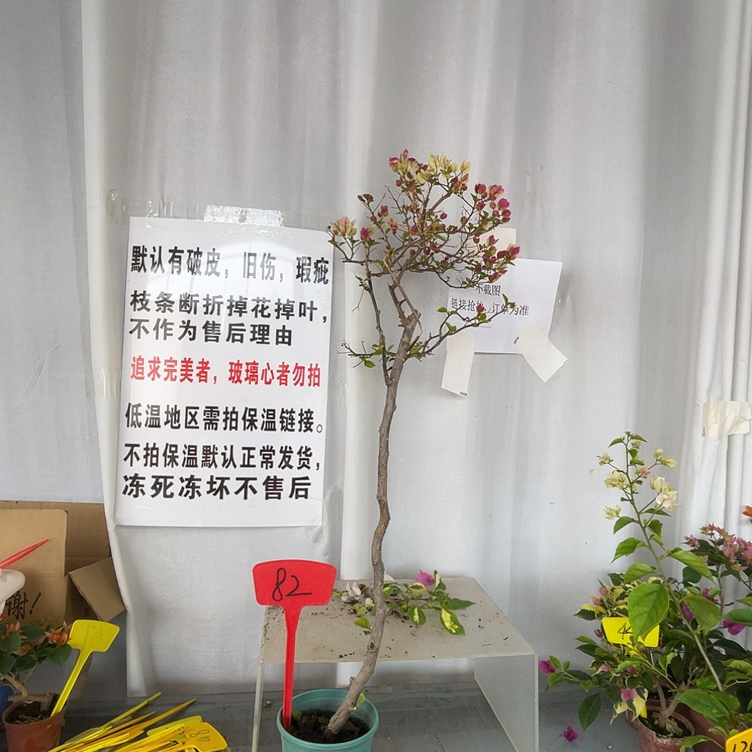 当前无花栽培后可以开花82章红樱