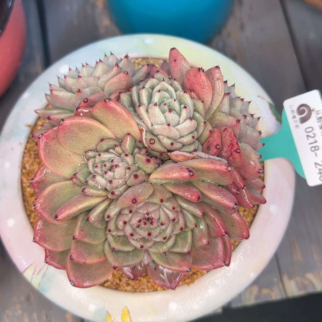 多肉一物一拍0218-240