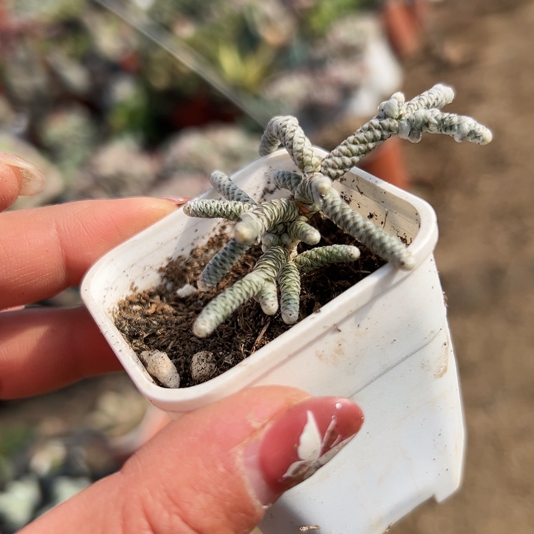 多肉植物多肉植物