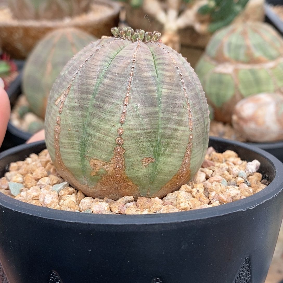 欧系布纹球多肉植物