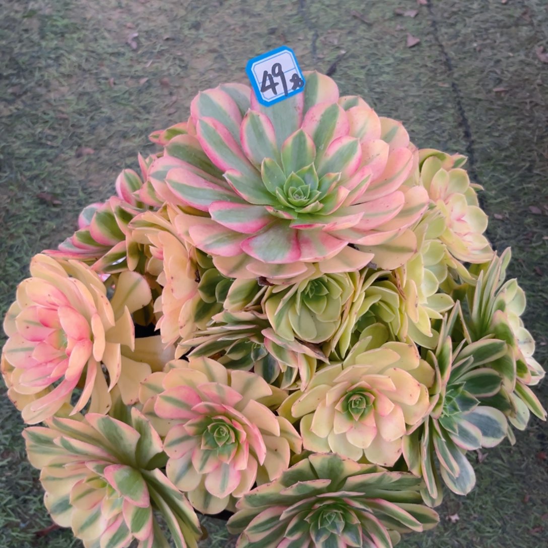 49雨荷精品法师多肉