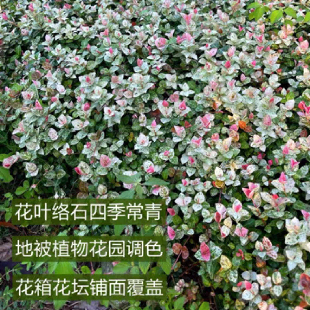 花叶络石盆栽庭院彩叶花卉黄金络石吊兰爬藤四季常青藤蔓植物花园