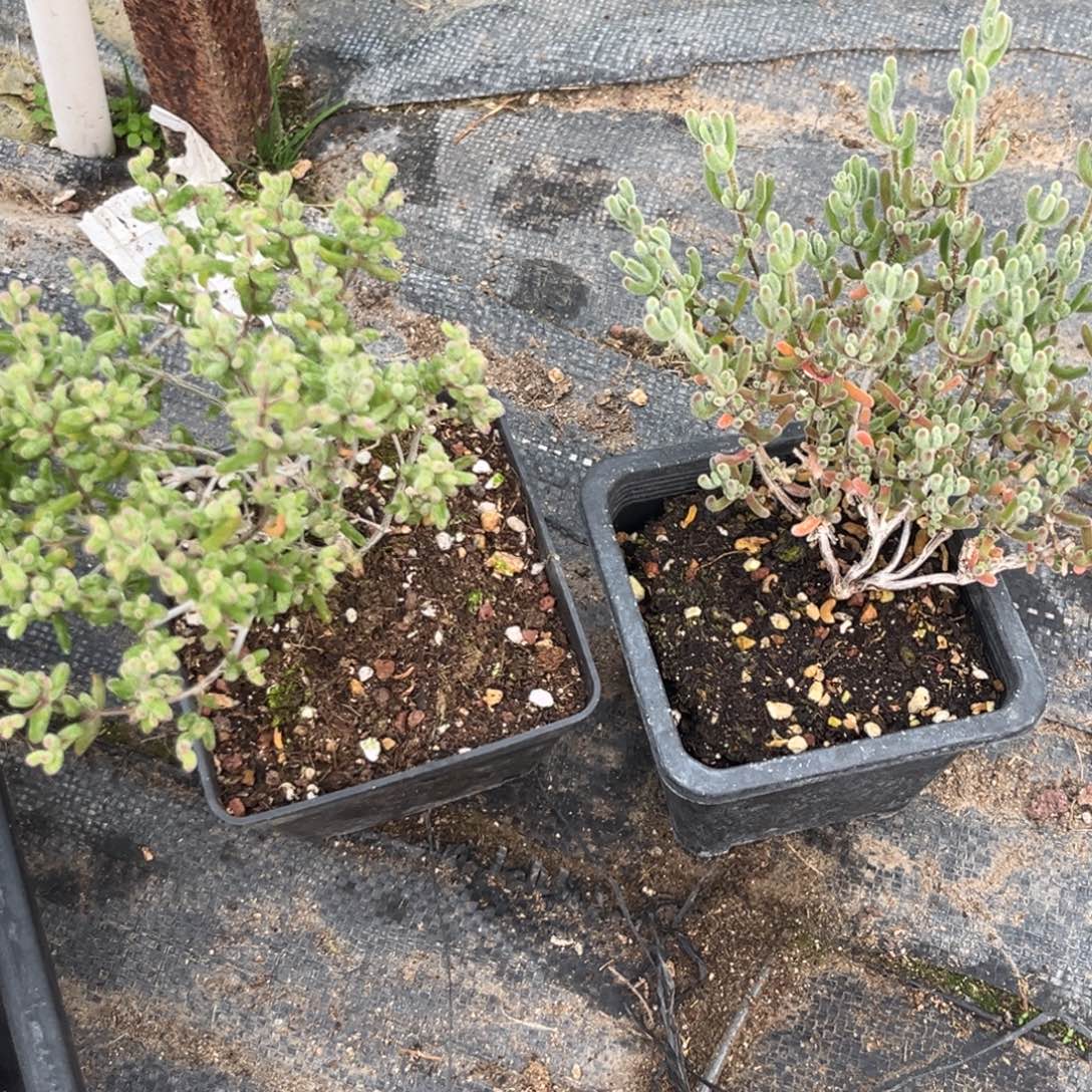 單***丹白虎斑。            