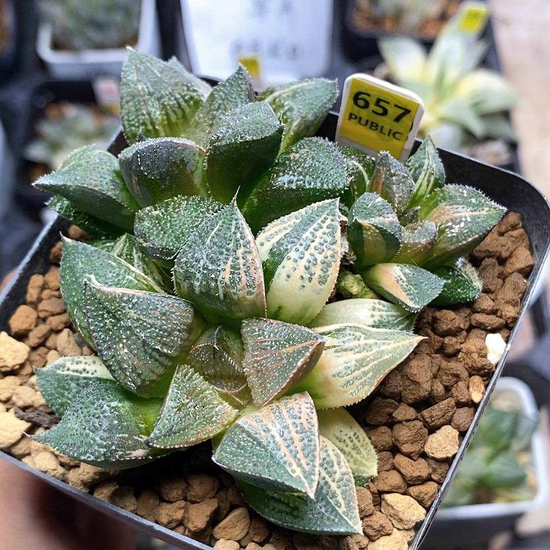 657号五彩蝶龙锦一物一拍8㎝左右