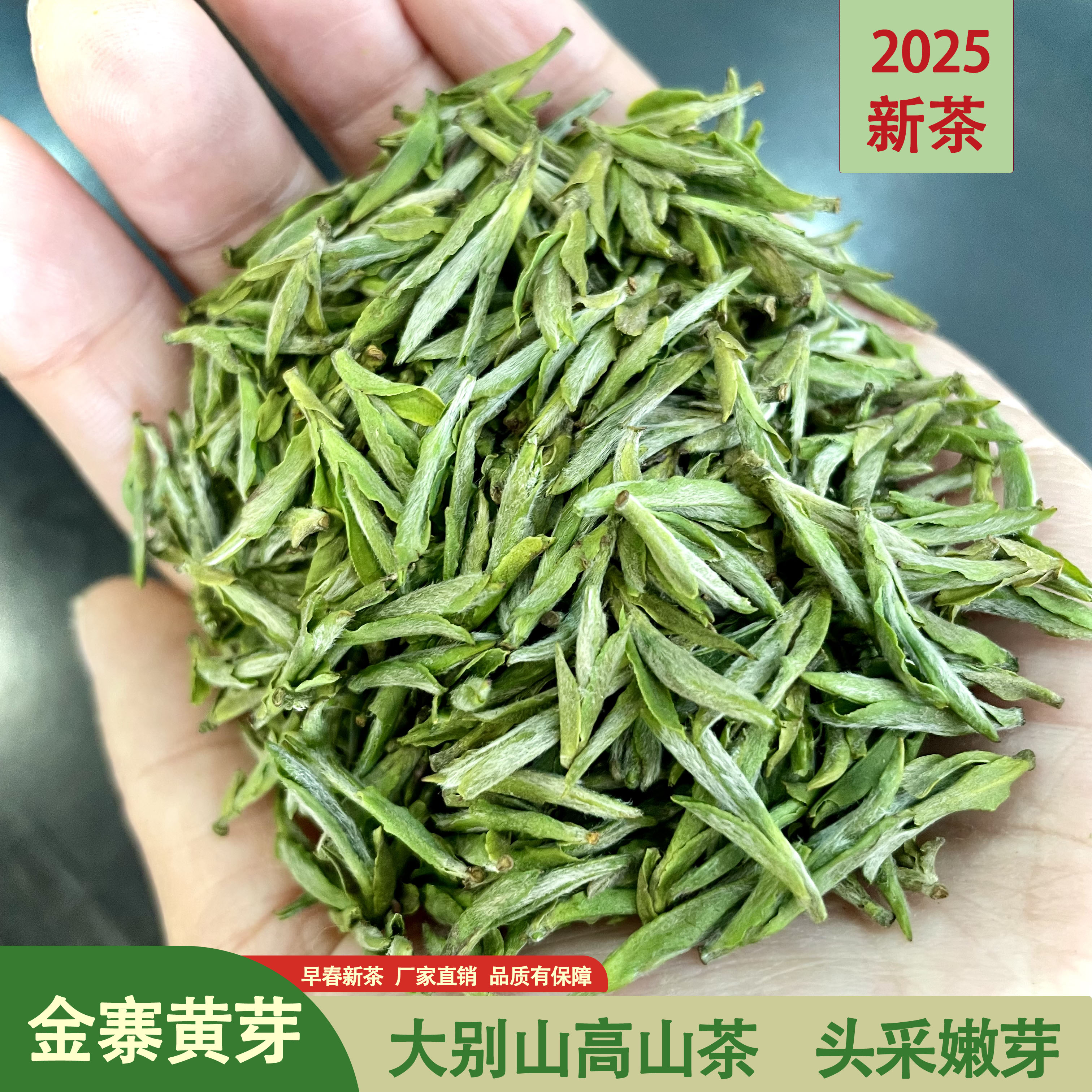 【黄芽】大别山金寨明前嫩芽茶叶新茶明前茶叶绿茶2025新茶