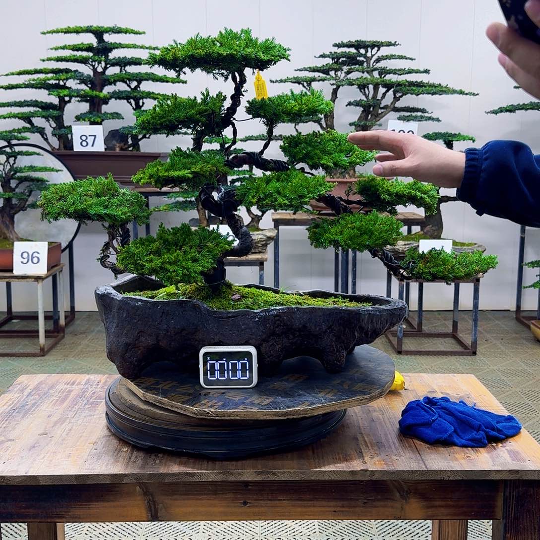 无花朵柏树造型盆景