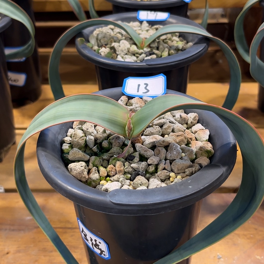 红边有金线百岁兰13