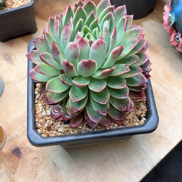 百*果多肉植物，红女巫