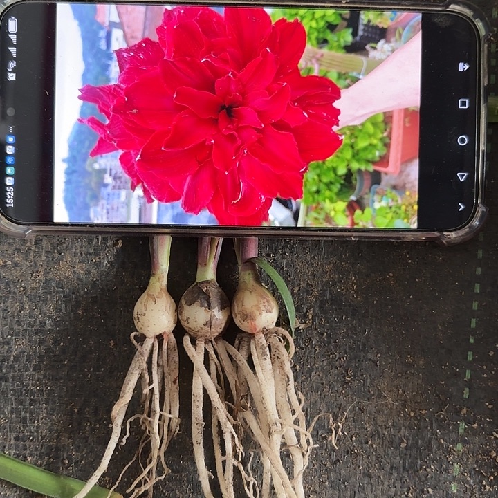 无花朵3个斯佳丽小苗