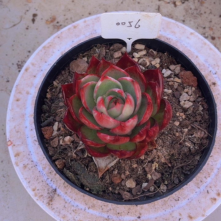 惊鸿仙子多肉植物56