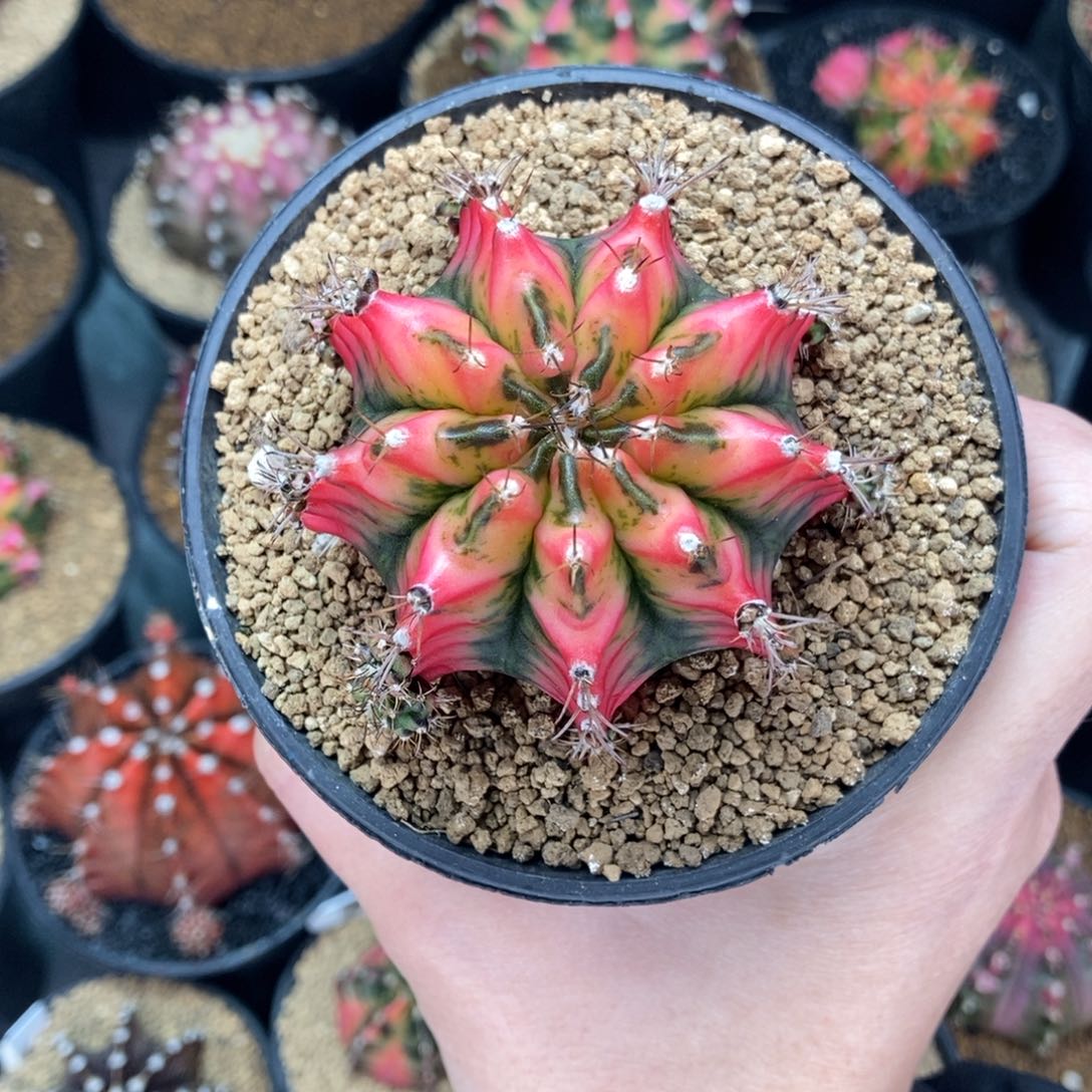 火凤凰 米哈仙人球