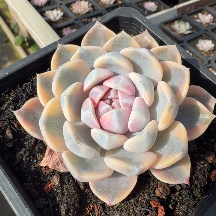 汉堡锦腹轮锦一刻的模特