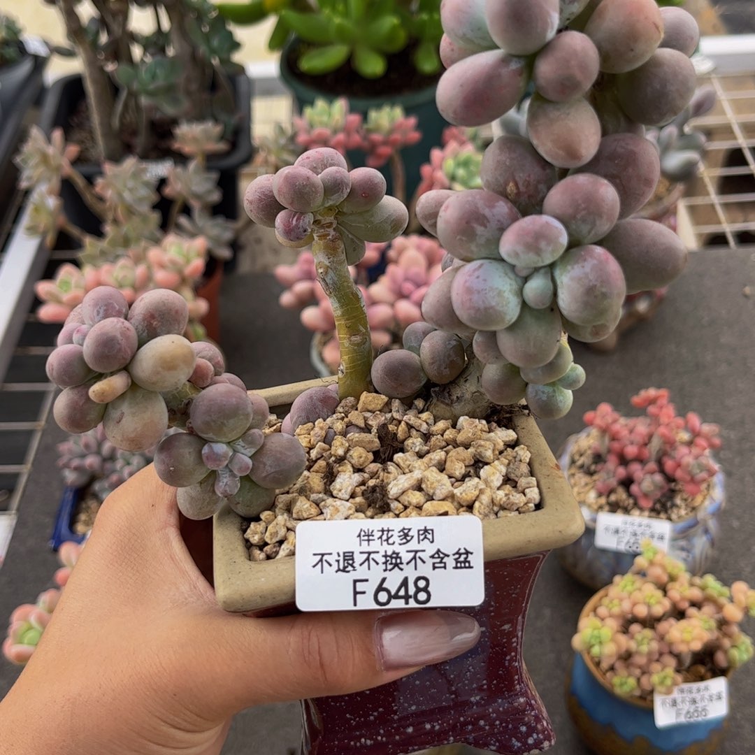 648-老桩芭比奶多肉8cm