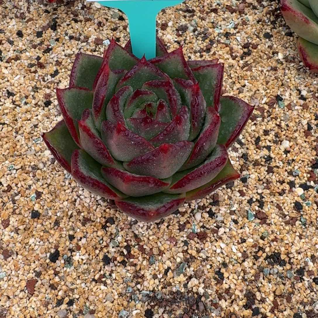 从前慢花园多肉0128-109