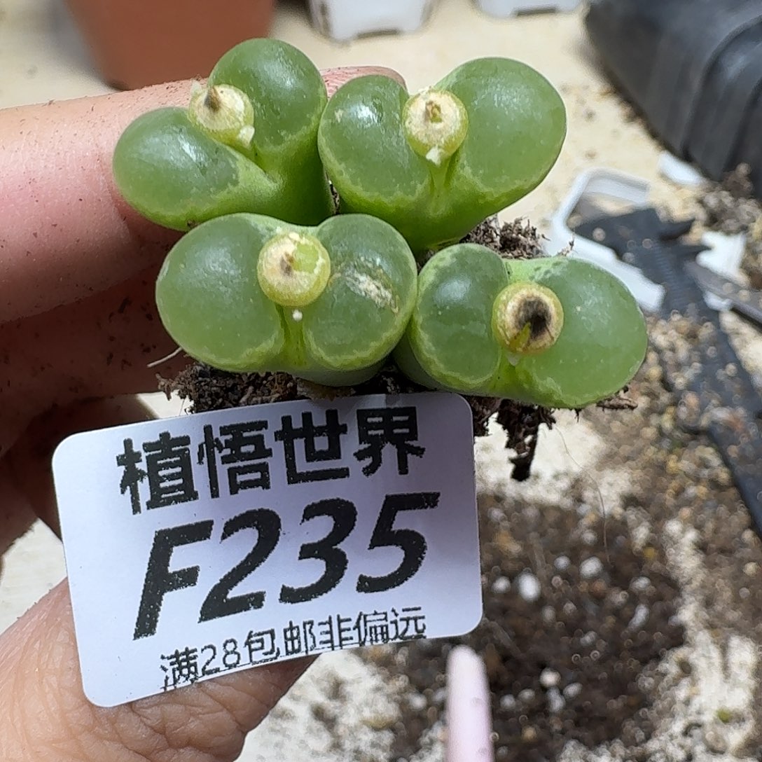 多肉植物的润泽gbn