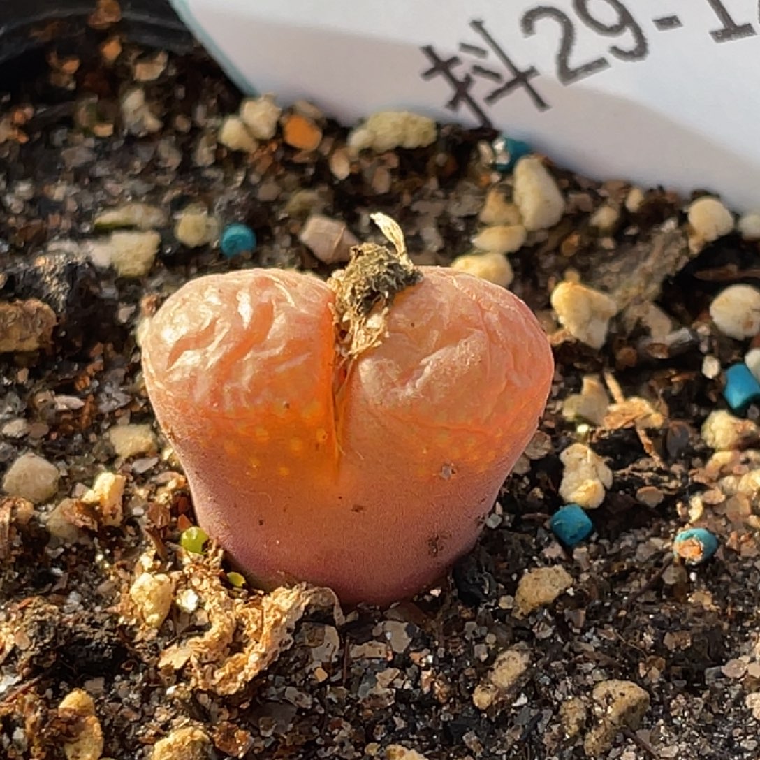 29-120红风铃多肉植物